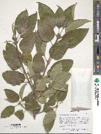 Chionanthus retusus image