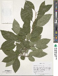 Chionanthus retusus image