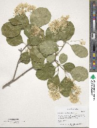 Chionanthus retusus image