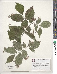 Ulmus rubra image