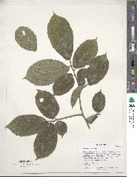 Ulmus rubra image