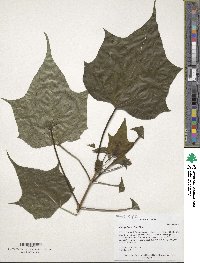 Catalpa bungei image