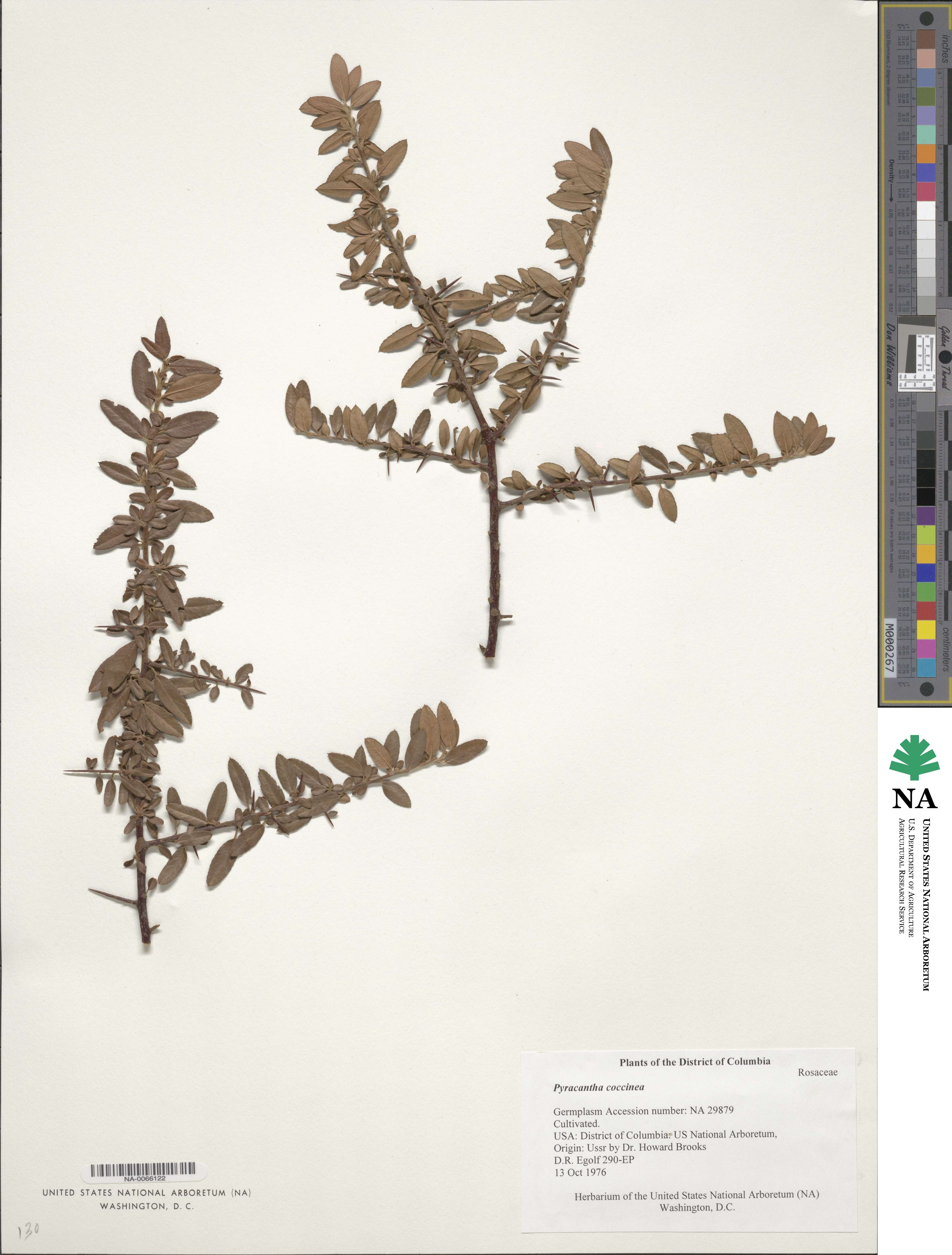 Pyracantha image