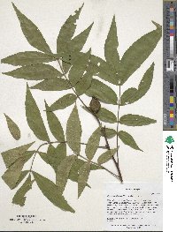 Carya cordiformis image