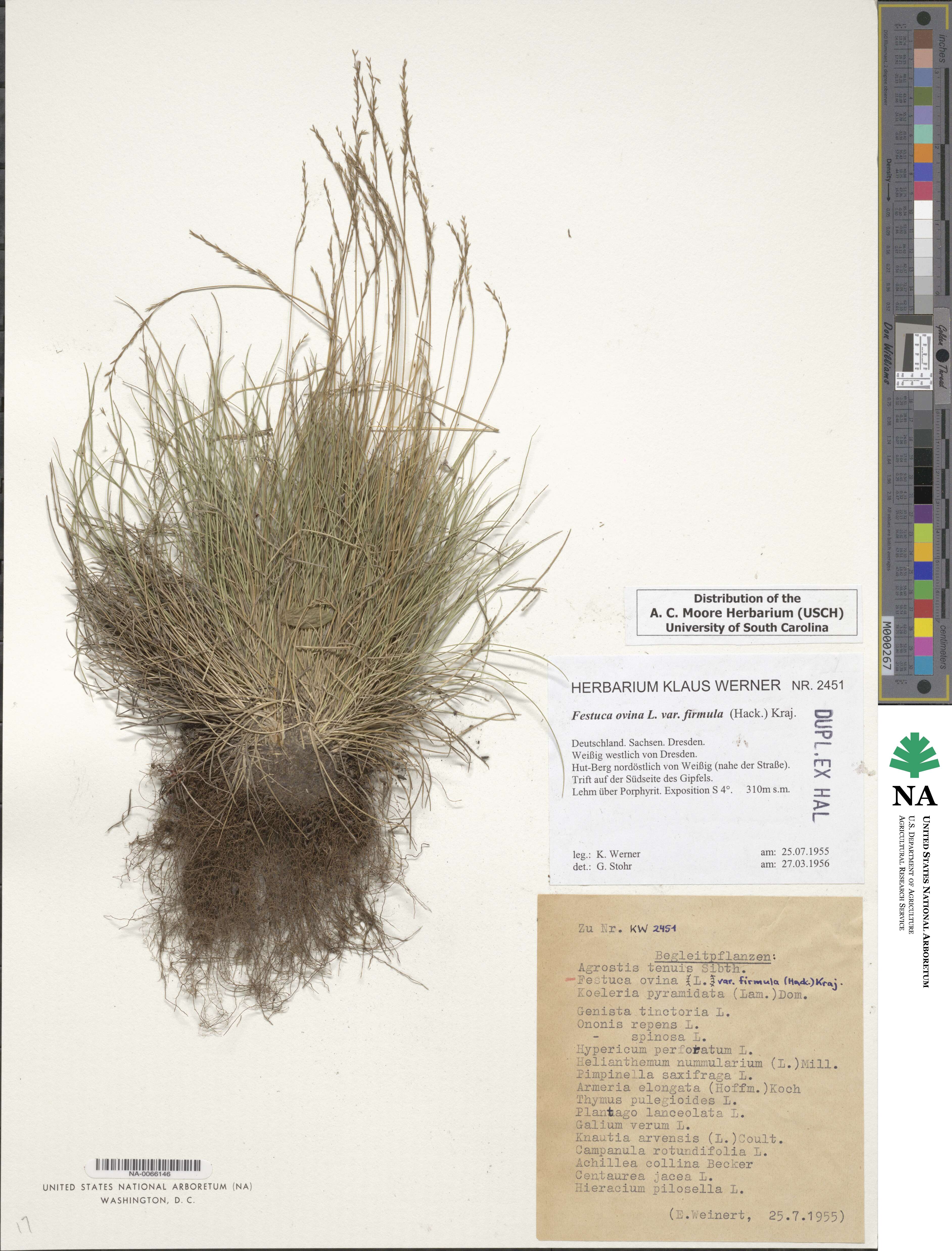 Festuca guestfalica image