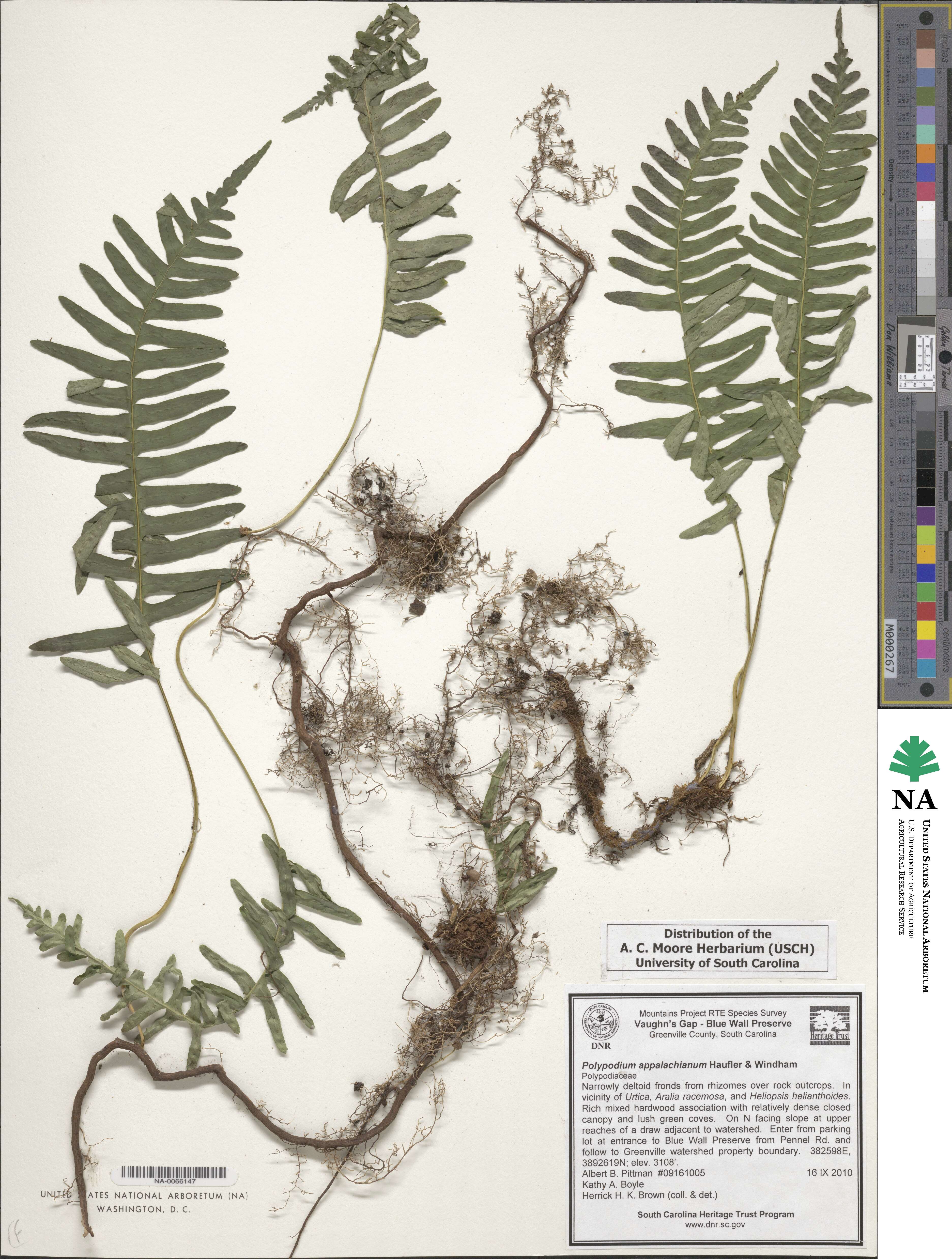 Polypodium appalachianum image