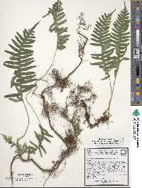 Image of Polypodium appalachianum