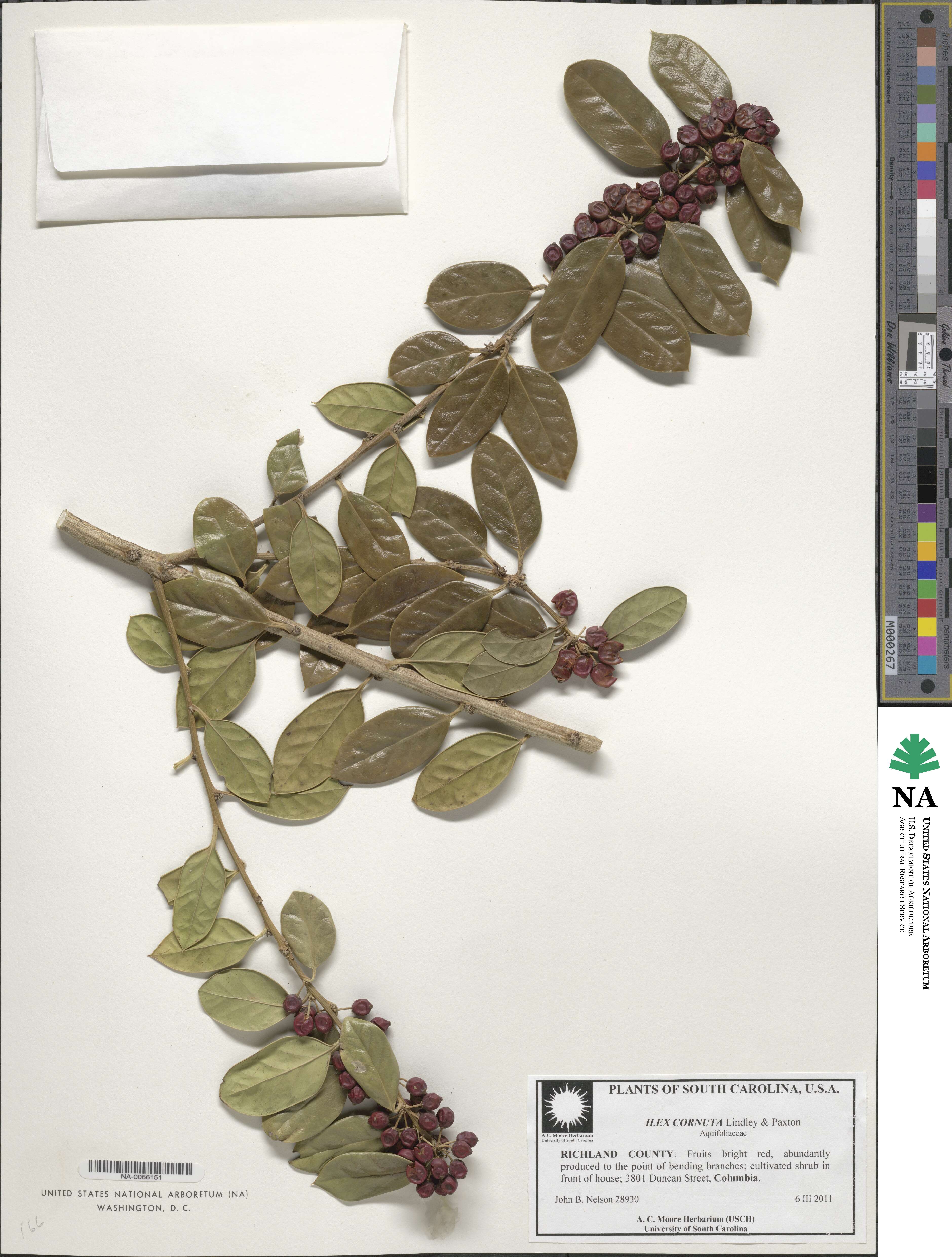 Ilex cornuta image