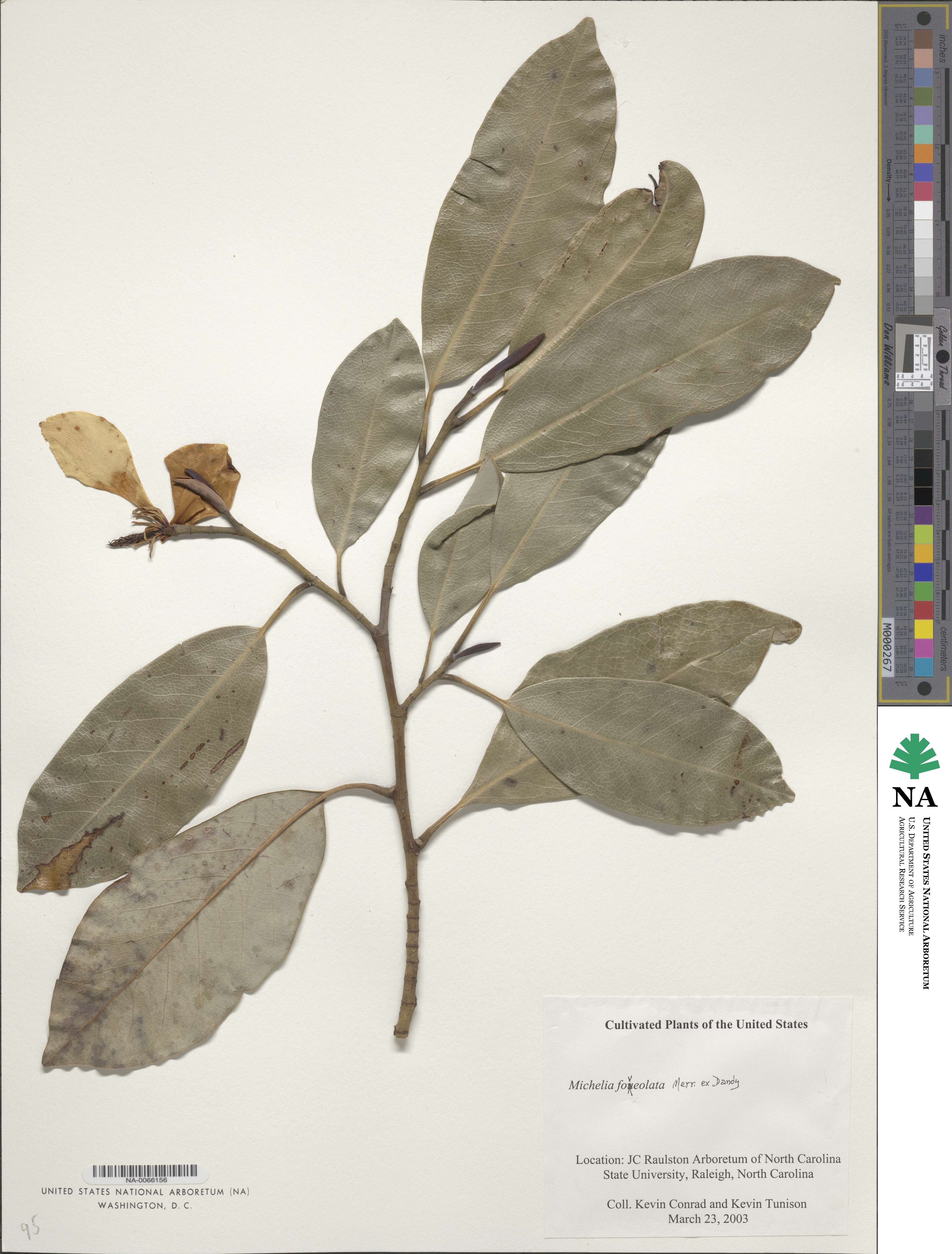 Magnolia foveolata image