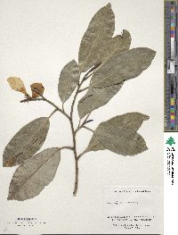 Magnolia foveolata image