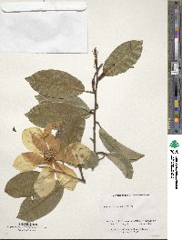 Magnolia maudiae var. platypetala image