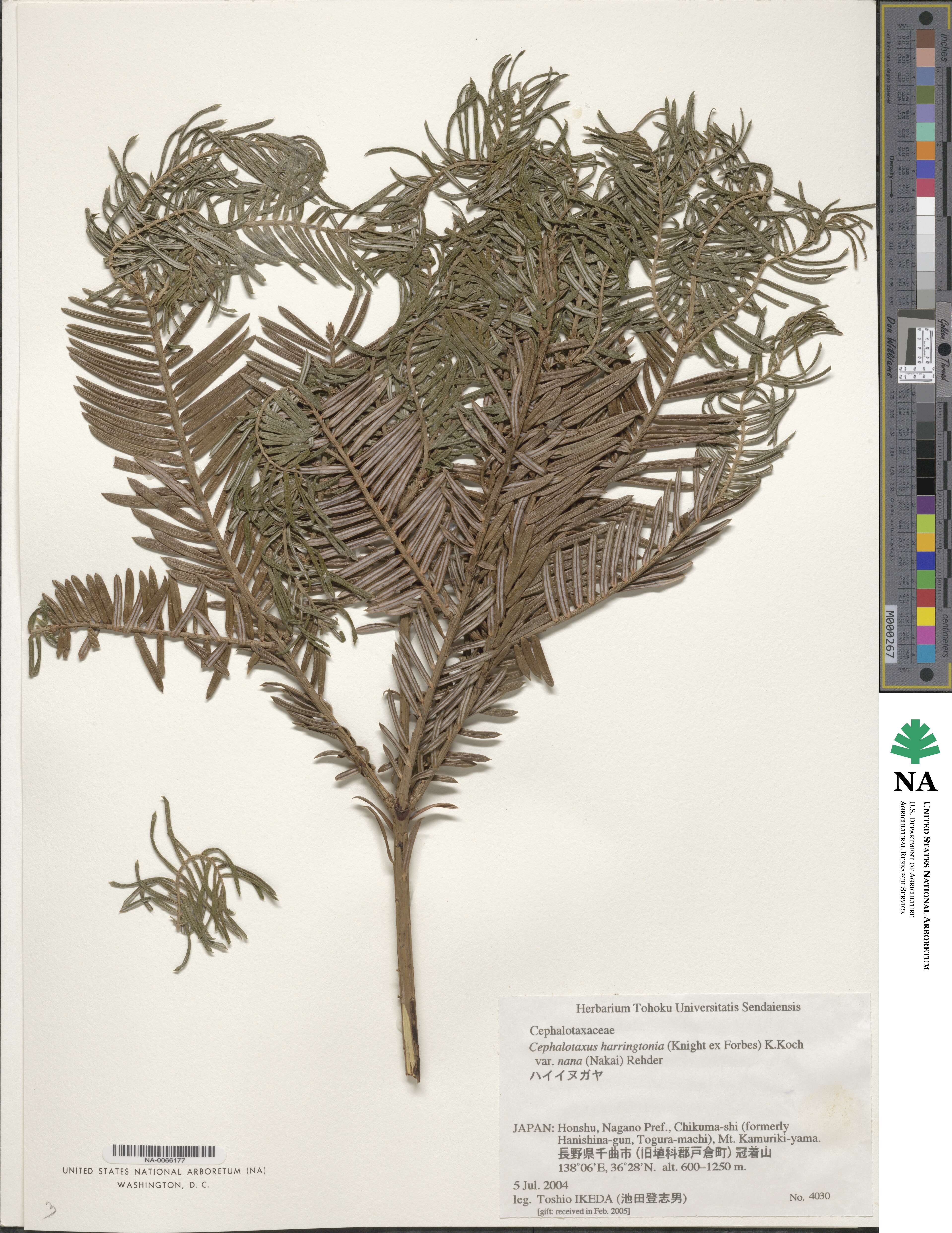Cephalotaxus harringtonia image