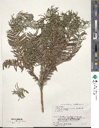 Cephalotaxus harringtonia image