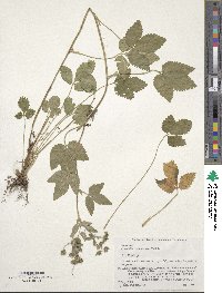 Potentilla cryptotaeniae image