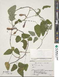 Dumasia truncata image