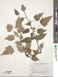 Rubus palmatus image