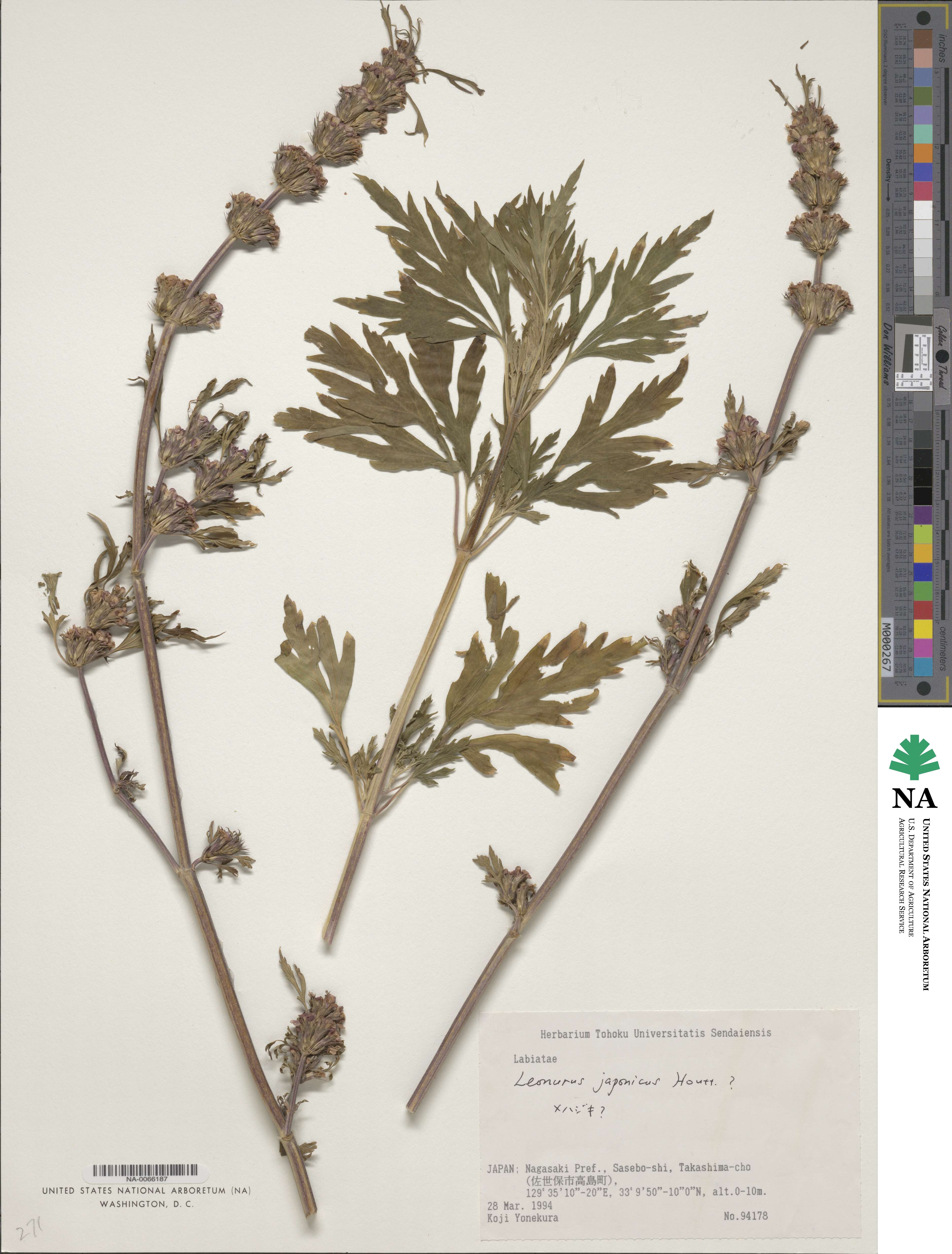 Leonurus japonicus image