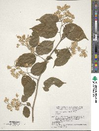 Pterostyrax corymbosus image