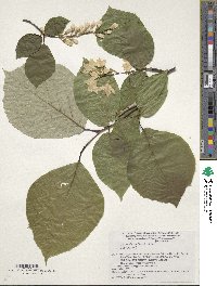 Styrax obassia image