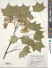 Acer pictum image