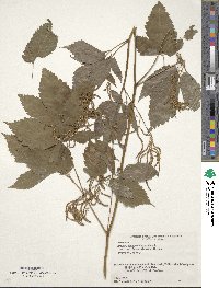 Aruncus dioicus image