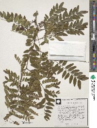 Image of Gleditsia aquatica