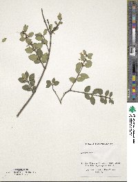 Osmanthus delavayi image