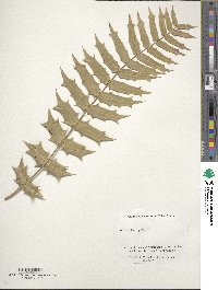 Image of Mahonia oiwakensis