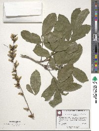 Image of Pterocarya fraxinifolia