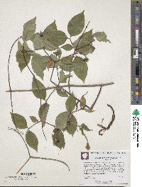 Philadelphus inodorus image