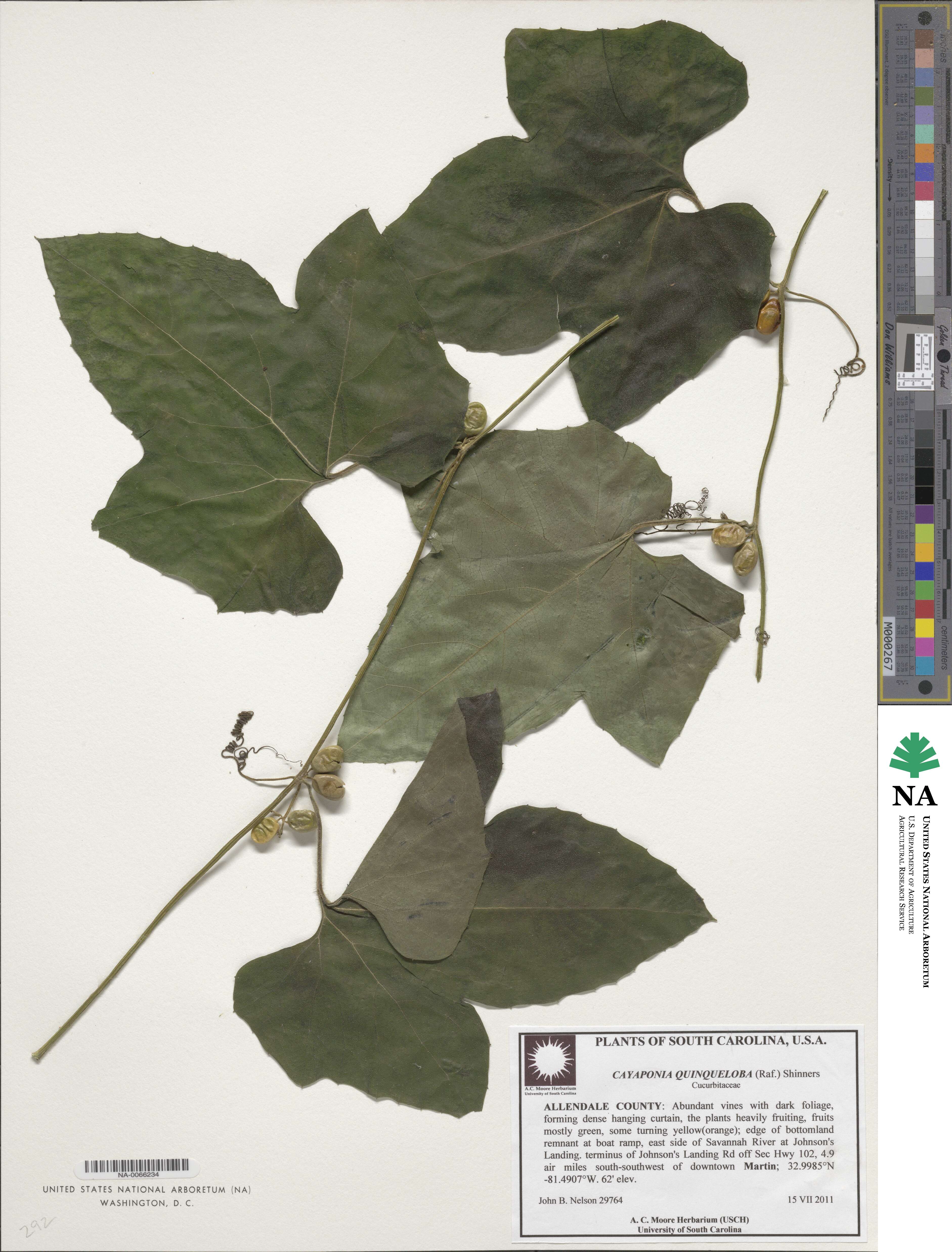 Cayaponia quinqueloba image