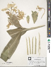 Hedychium coronarium image