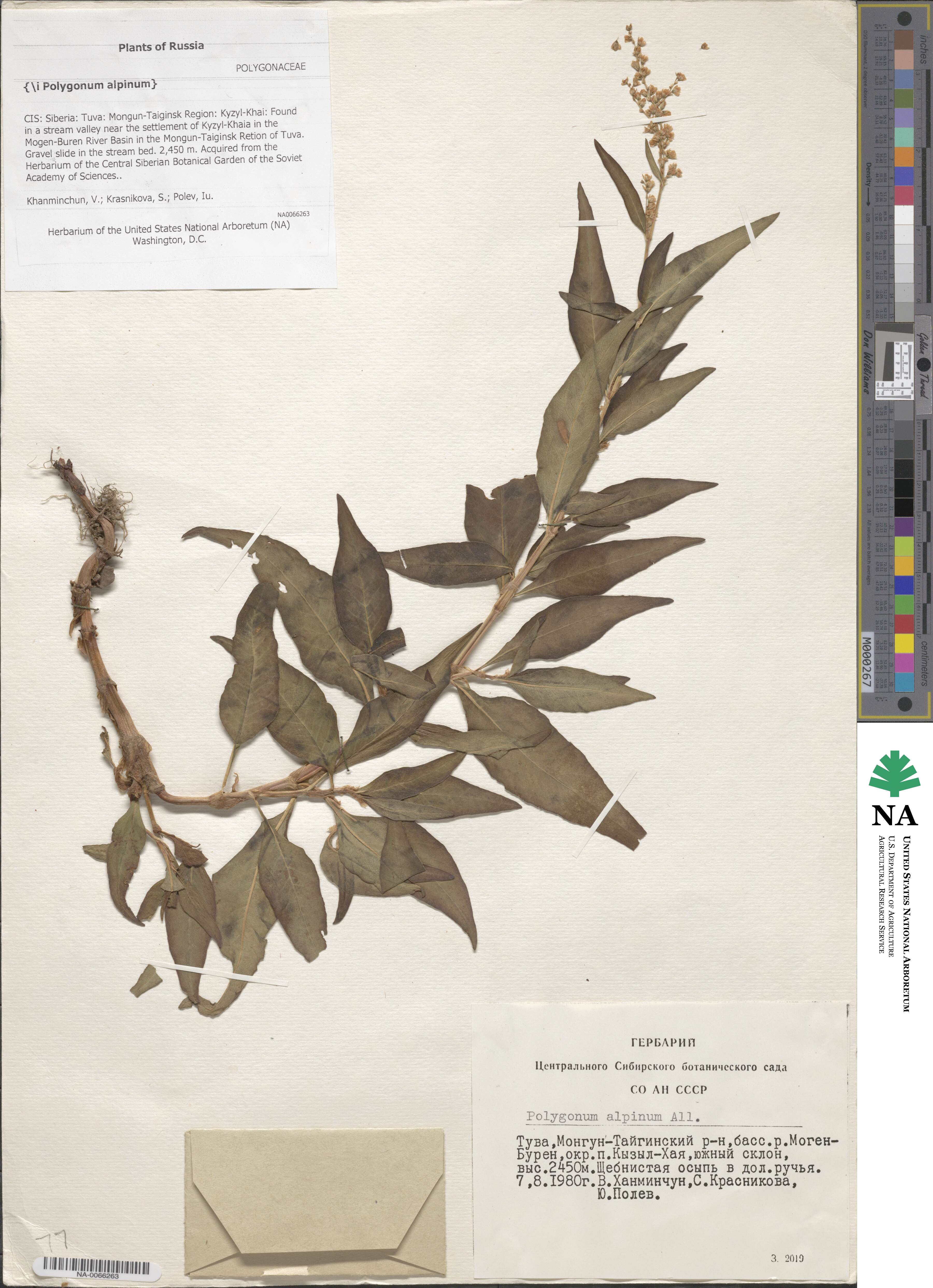 Bistorta officinalis image