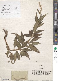 Bistorta officinalis image