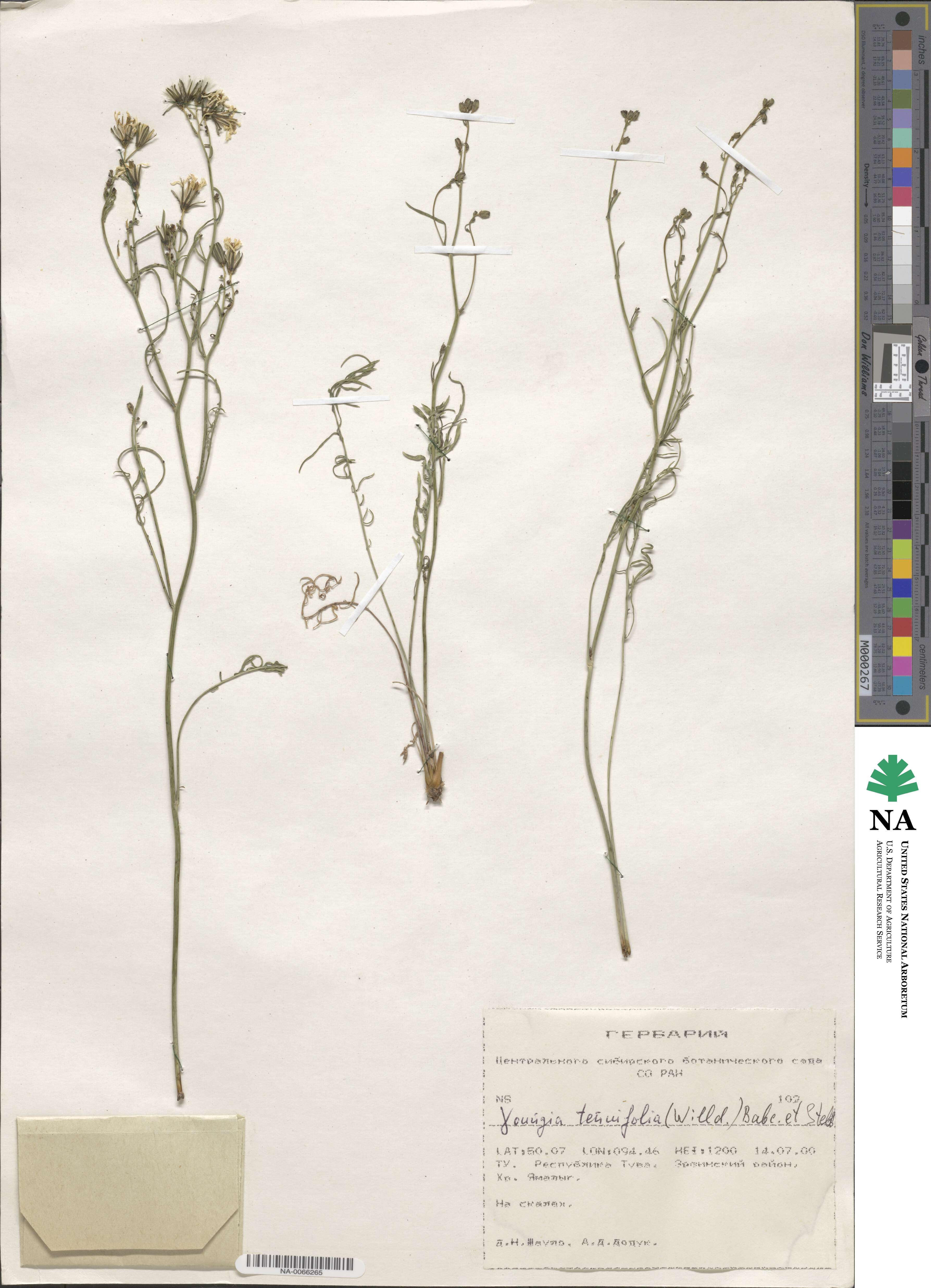 Crepidiastrum tenuifolium image