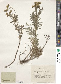 Tanacetum vulgare image