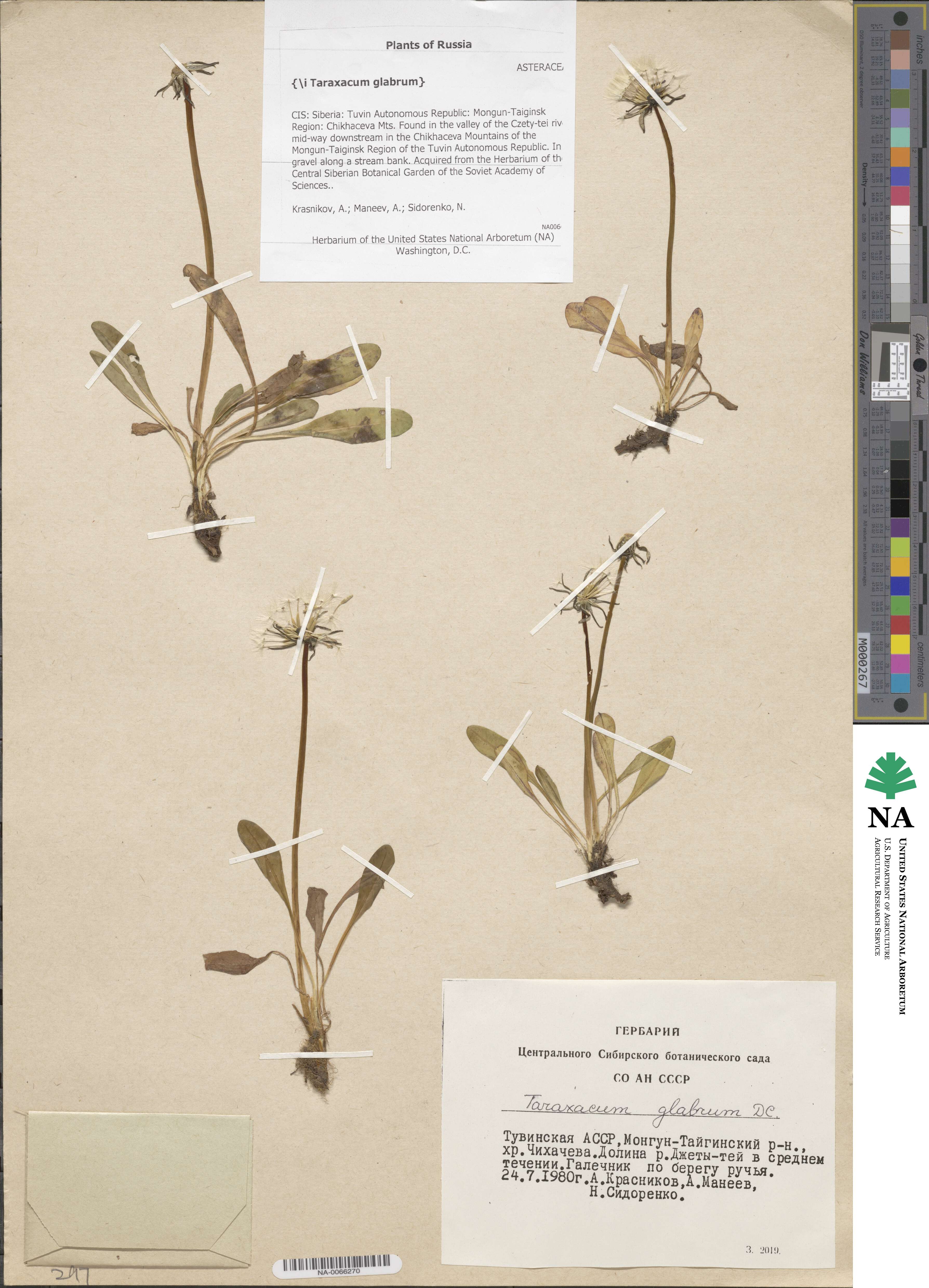 Taraxacum glabrum image