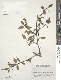 Stachyurus praecox image