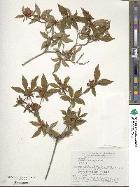 Rhododendron kaempferi image