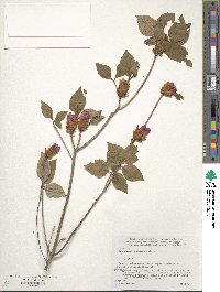 Rhododendron weyrichii image