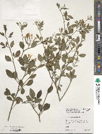 Chrysojasminum floridum image