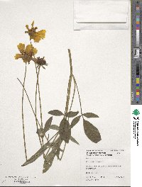 Image of Coreopsis auriculata