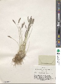 Poa attenuata image