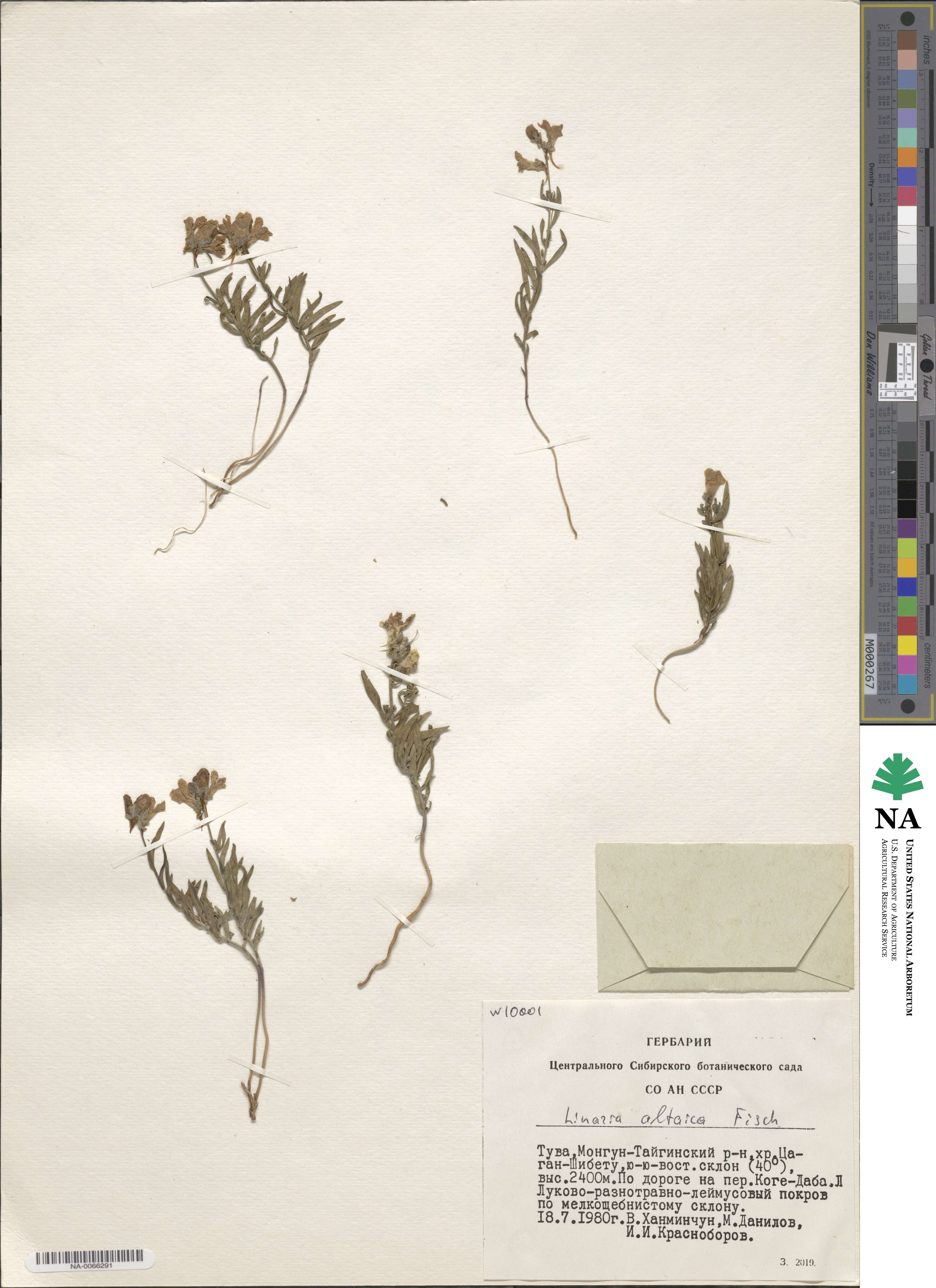 Linaria altaica image