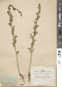 Artemisia annua image