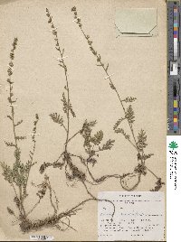 Artemisia tanacetifolia image