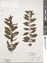 Callicarpa pedunculata image