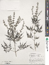 Vitex negundo image