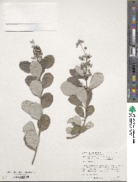 Vitex rotundifolia image