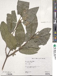 Viburnum rhytidophyllum image